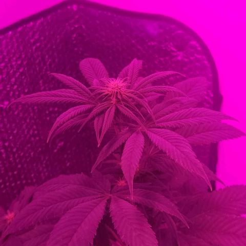 Barbara Bud growlog timeline photo