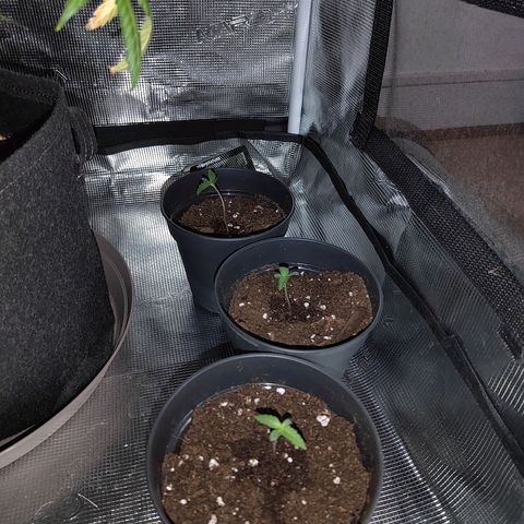 Curing Purple Punch  growlog timeline photo