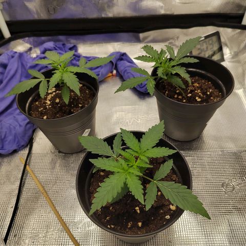 Curing Purple Punch  growlog timeline photo