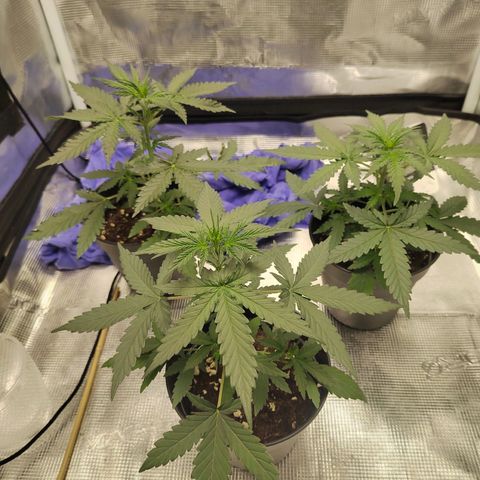 Curing Purple Punch  growlog timeline photo