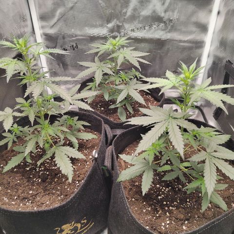 Curing Purple Punch  growlog timeline photo