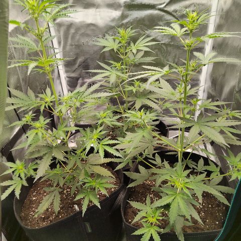 Curing Purple Punch  growlog timeline photo