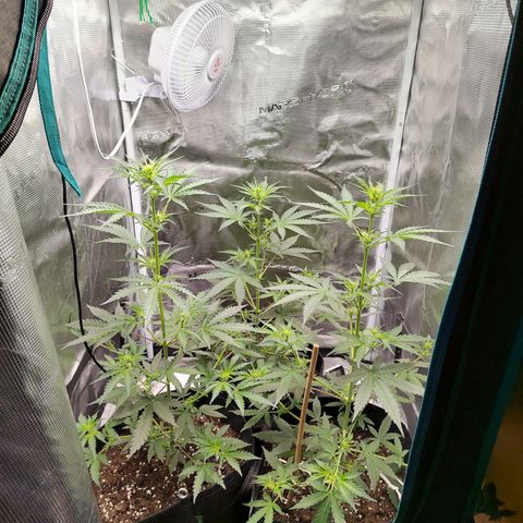 Curing Purple Punch  growlog timeline photo