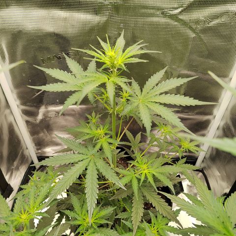 Curing Purple Punch  growlog timeline photo