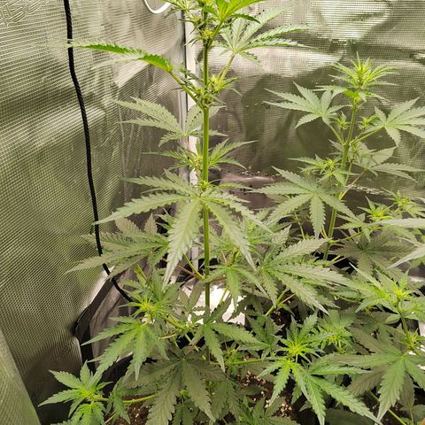Curing Purple Punch  growlog timeline photo