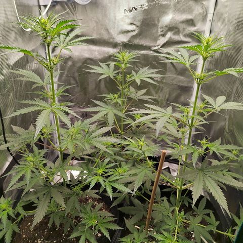 Curing Purple Punch  growlog timeline photo
