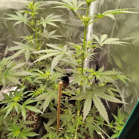 Curing Purple Punch  growlog timeline photo