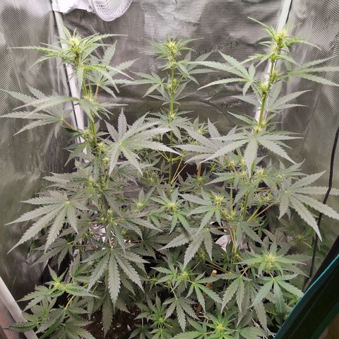 Curing Purple Punch  growlog photo: 76cm