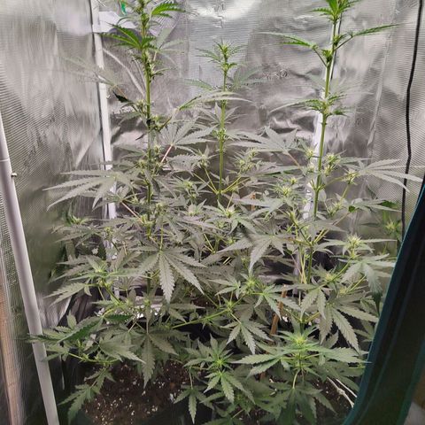 Curing Purple Punch  growlog photo: 76cm