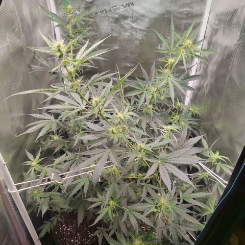 Curing Purple Punch  growlog timeline photo