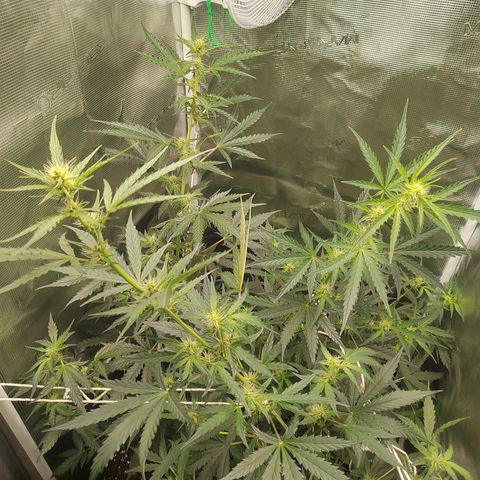 Curing Purple Punch  growlog timeline photo