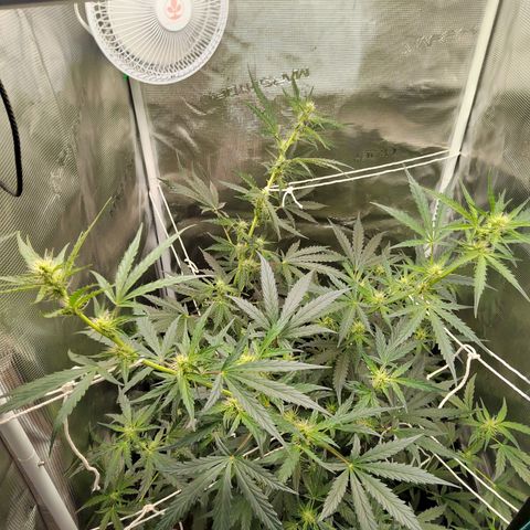 Curing Purple Punch  growlog timeline photo