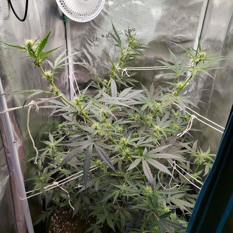 Curing Purple Punch  growlog timeline photo