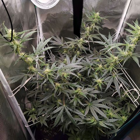 Curing Purple Punch  growlog timeline photo