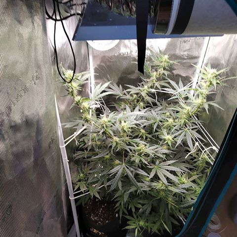 Curing Purple Punch  growlog timeline photo