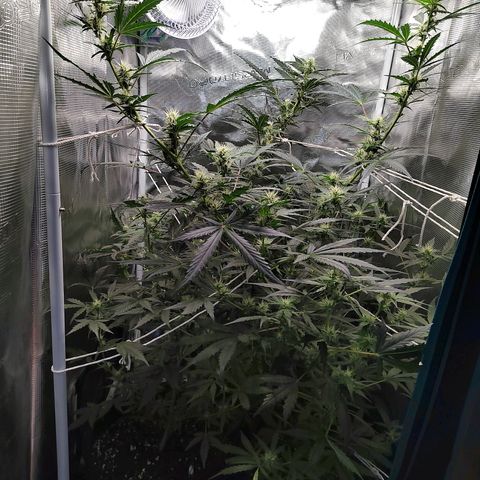 Curing Purple Punch  growlog timeline photo
