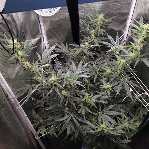 Curing Purple Punch  growlog timeline photo