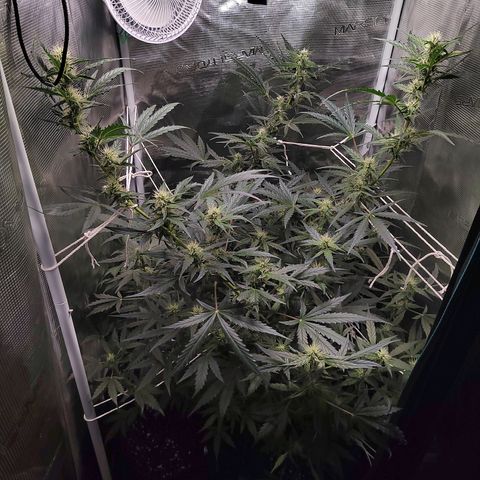 Curing Purple Punch  growlog timeline photo
