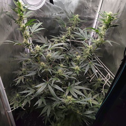 Curing Purple Punch  growlog timeline photo