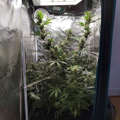 Curing Purple Punch  growlog timeline photo
