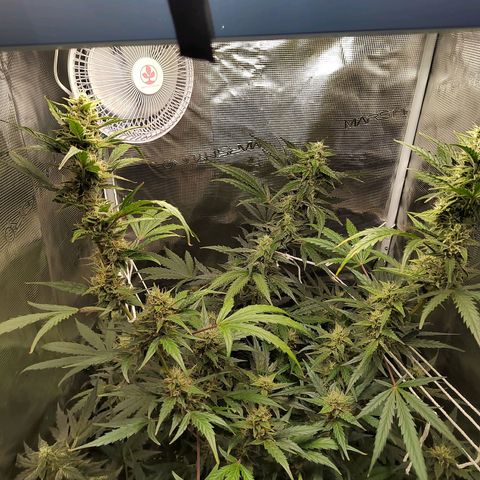 Curing Purple Punch  growlog timeline photo