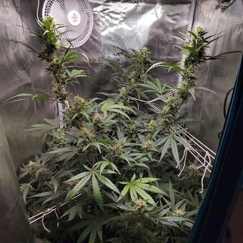 Curing Purple Punch  growlog timeline photo