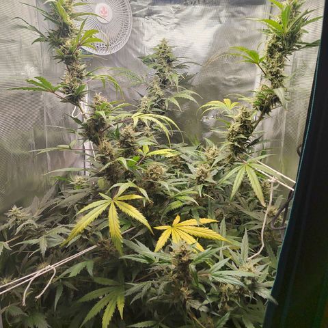 Curing Purple Punch  growlog timeline photo