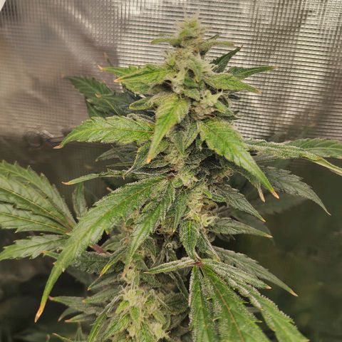 Curing Purple Punch  growlog timeline photo