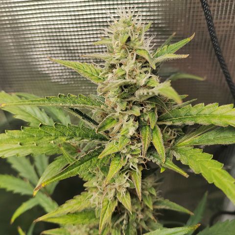 Curing Purple Punch  growlog timeline photo