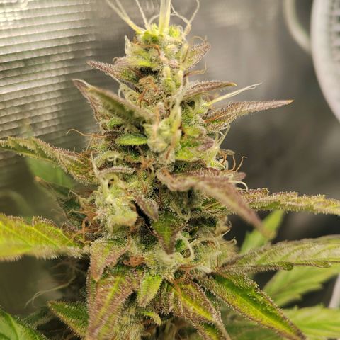 Curing Purple Punch  growlog timeline photo