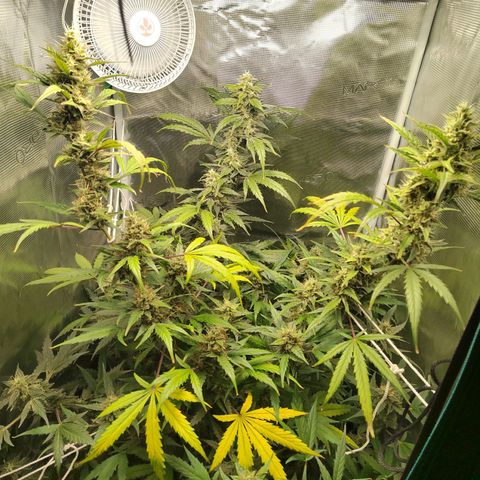 Curing Purple Punch  growlog timeline photo