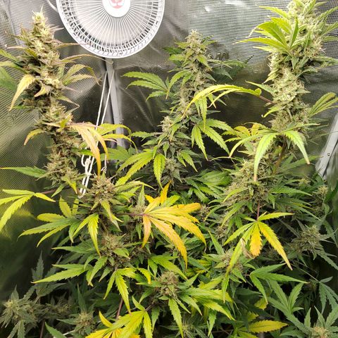 Curing Purple Punch  growlog timeline photo