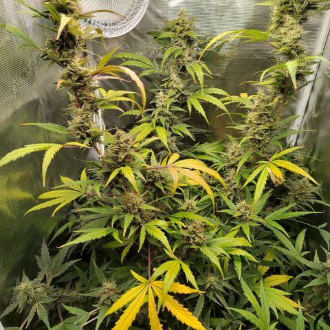 Curing Purple Punch  growlog timeline photo