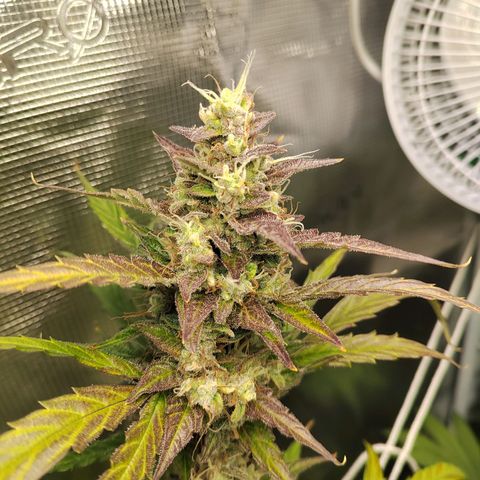 Curing Purple Punch  growlog timeline photo