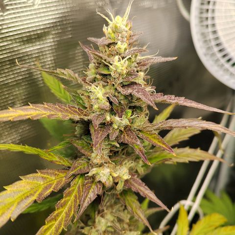 Curing Purple Punch  growlog timeline photo