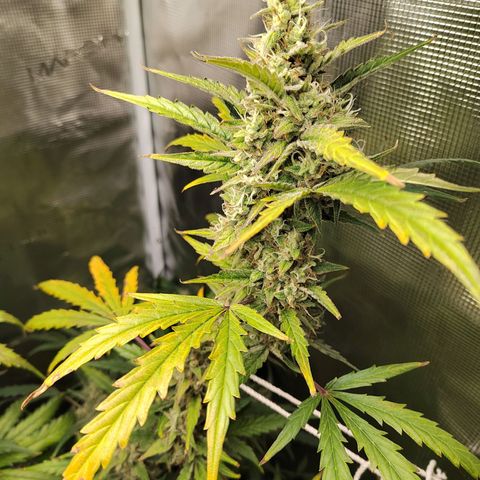 Curing Purple Punch  growlog timeline photo