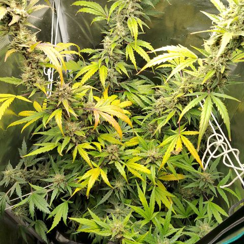 Curing Purple Punch  growlog timeline photo
