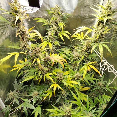 Curing Purple Punch  growlog timeline photo