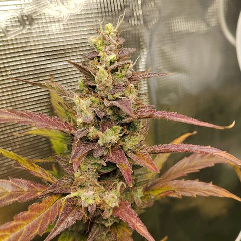 Curing Purple Punch  growlog timeline photo
