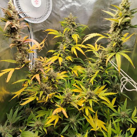 Curing Purple Punch  growlog timeline photo