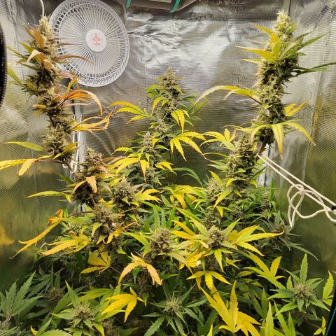 Curing Purple Punch  growlog timeline photo
