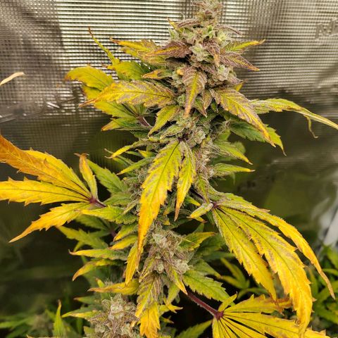 Curing Purple Punch  growlog timeline photo