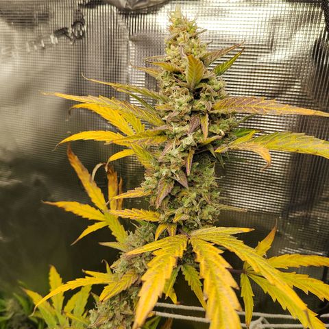 Curing Purple Punch  growlog timeline photo