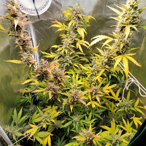 Curing Purple Punch  growlog timeline photo