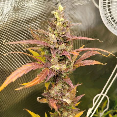 Curing Purple Punch  growlog timeline photo
