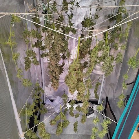 Curing Purple Punch  growlog timeline photo