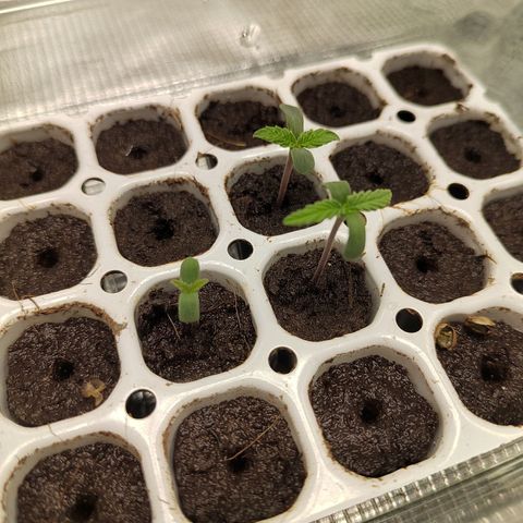 Curing Purple Punch  growlog timeline photo