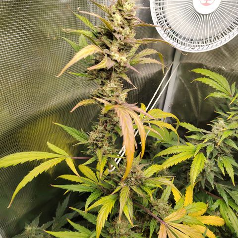 Curing Purple Punch  growlog timeline photo