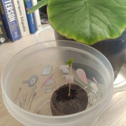 Scarlett growlog timeline photo