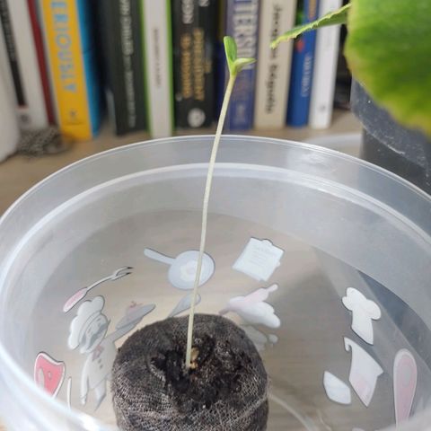 Scarlett growlog timeline photo